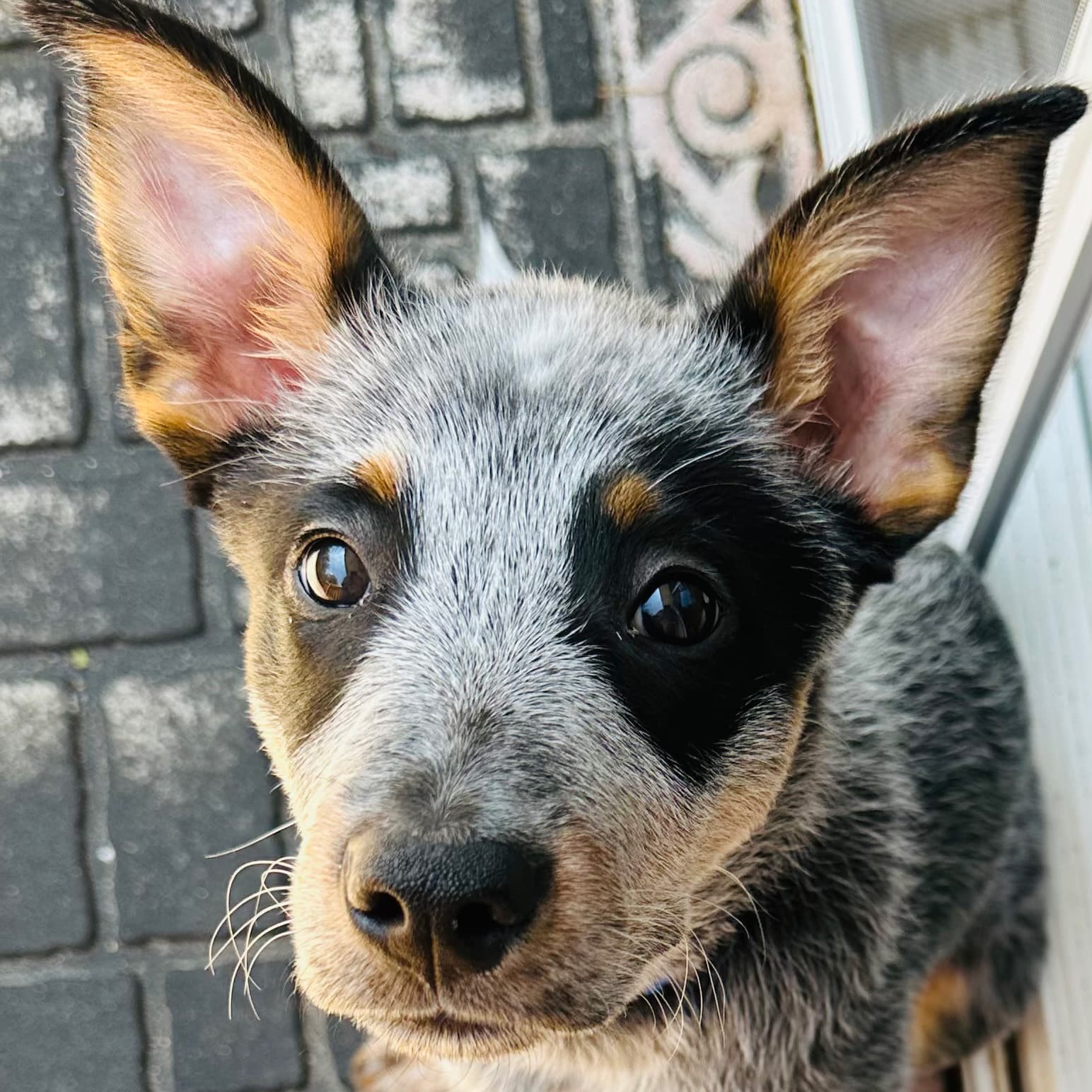 Blue heeler sitting and looking up at the camera.