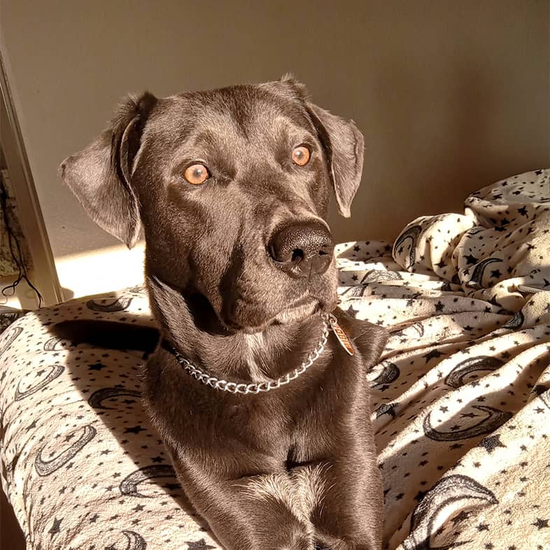 Blue lacy lying down on a moon and star patterned blanket and looking out a window with wide brown eyes.