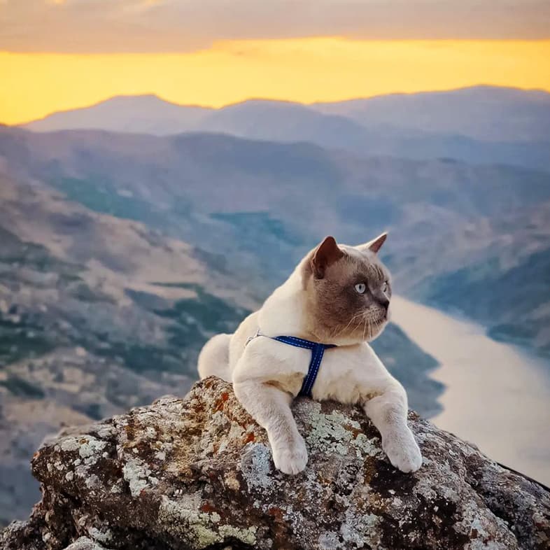 Bluepoint British Shorthair on Top of Mountain | Taste of the Wild