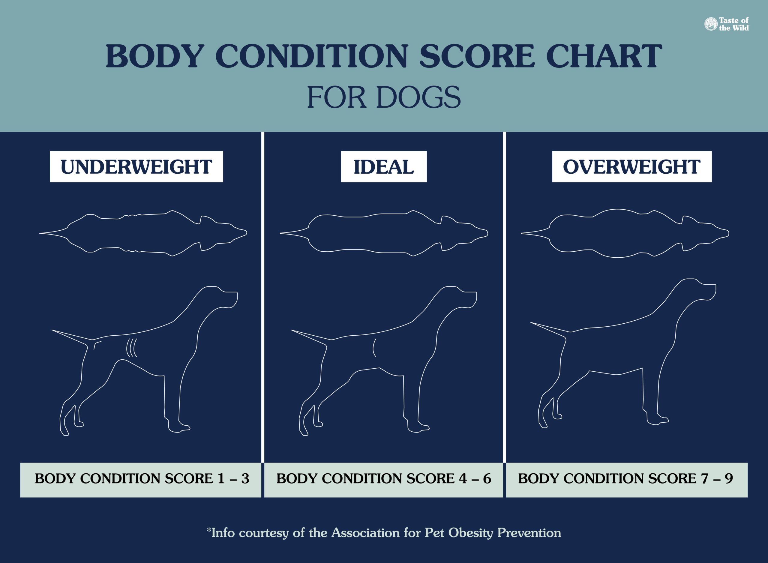 An interior graphic detailing a body condition score chart for dogs with cartoon depictions of underweight, ideal weight and overweight dogs.