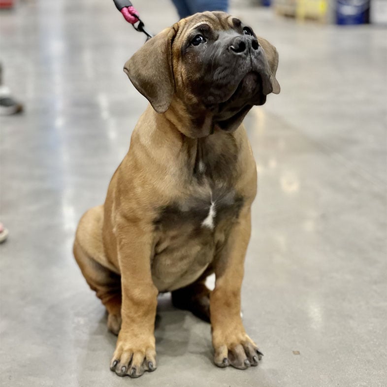 Boerboel Dog Sitting on Store Ground | Taste of the Wild
