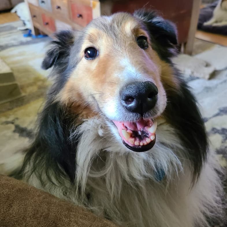Border Collie Close-Up | Taste of the Wild