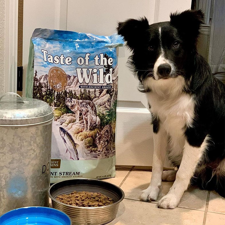 Border Collie Sitting Next to Taste of the Wild Food Bag | Taste of the Wild