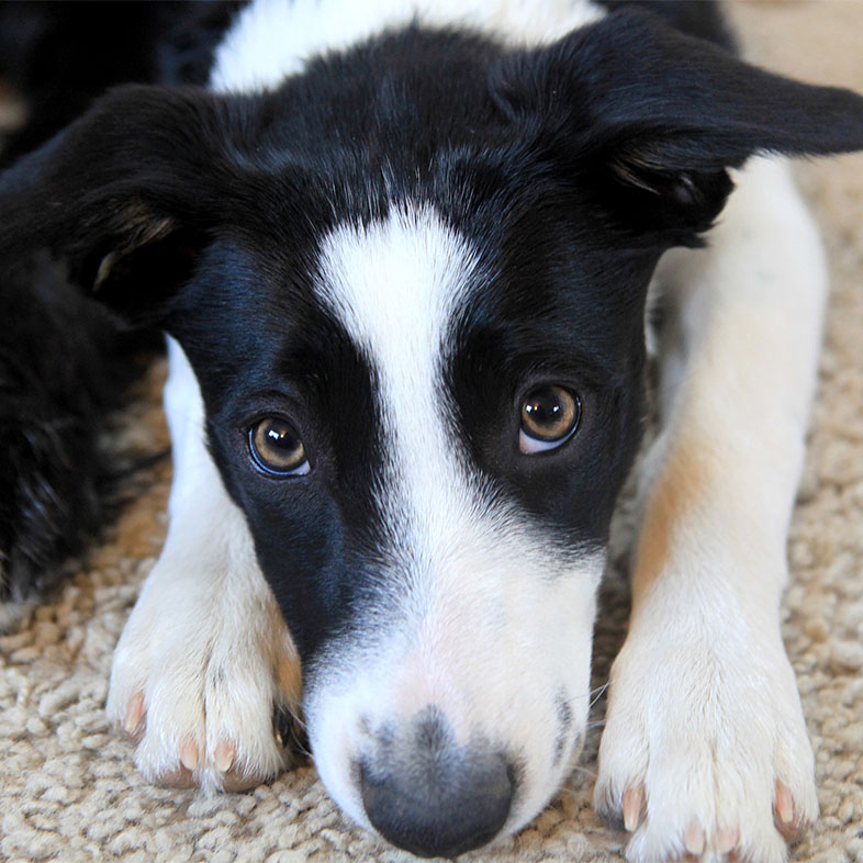 Border Collie Lying Down Looking at Camera | Taste of the Wild