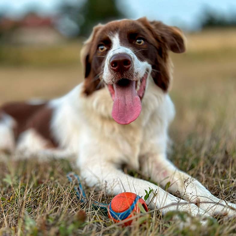 A border collie puppy lying down outside in the grass with an orange and blue ball.