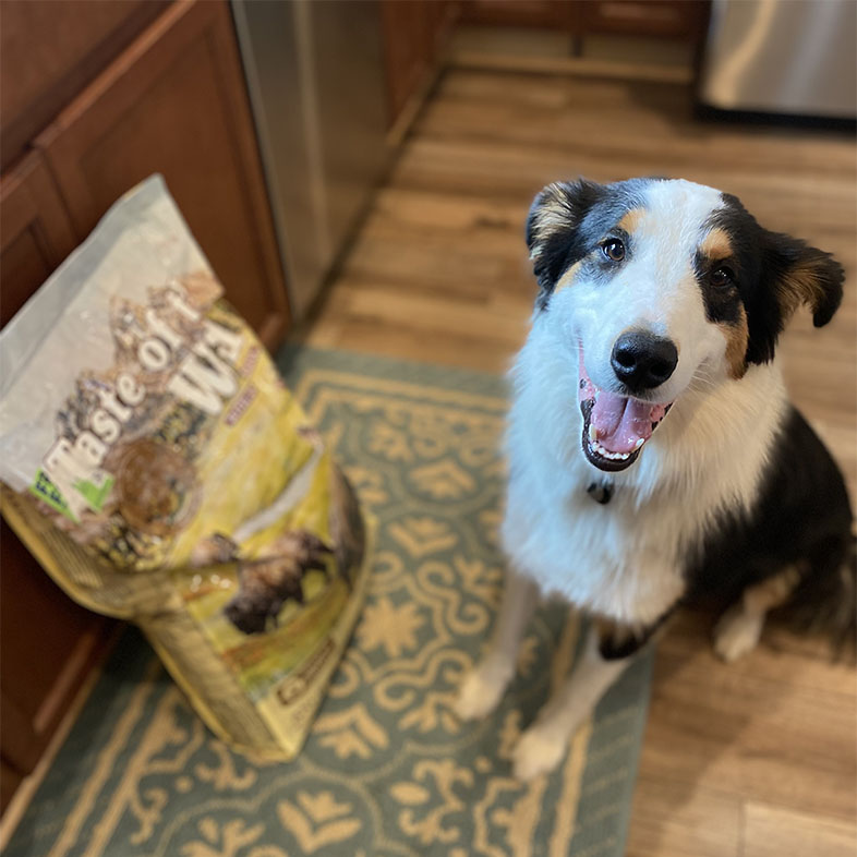 Border Collie Sitting Next to Taste of the Wild Food Bag | Taste of the Wild