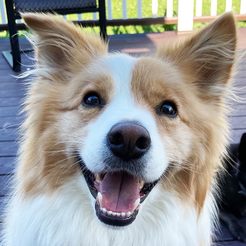 Border Collie Smiling at Camera | Taste of the Wild