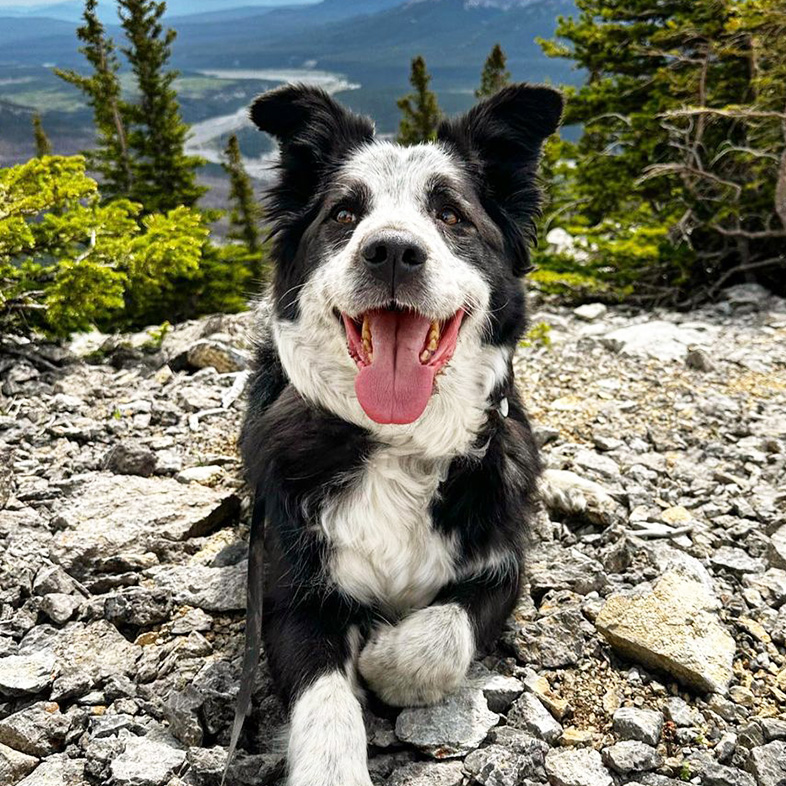 Border collie sticking tongue out and lying down on rocks in front of a mountain stream and trees.