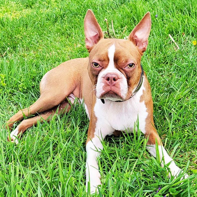 Boston Terrier Lying on Grass | Taste of the Wild