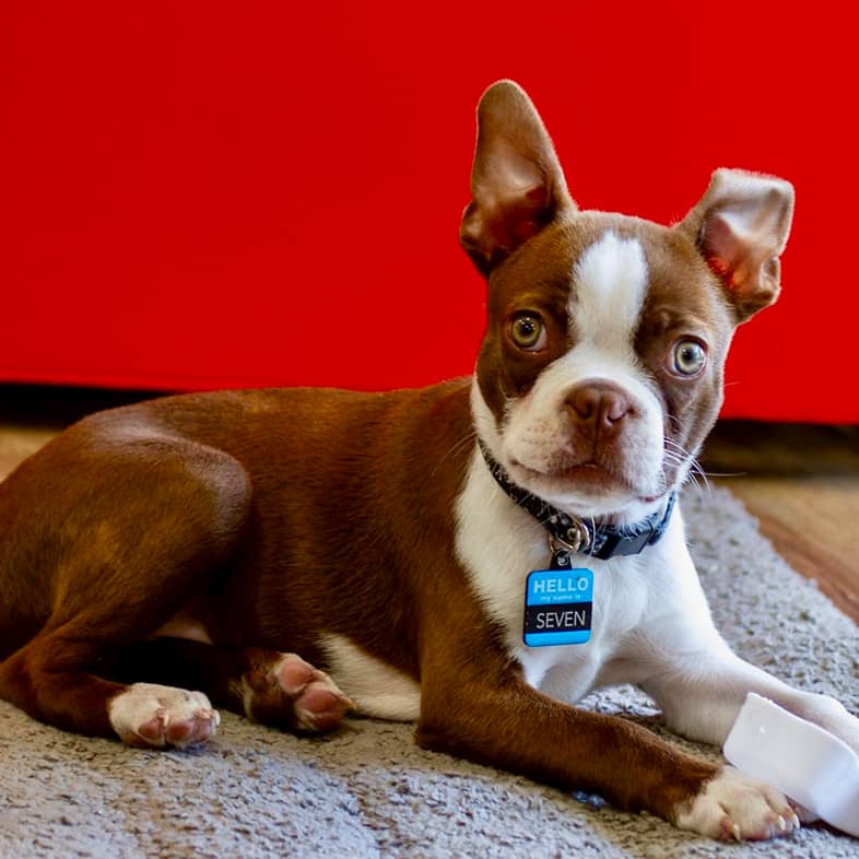 A Boston terrier puppy lying down on a gray dog bed.