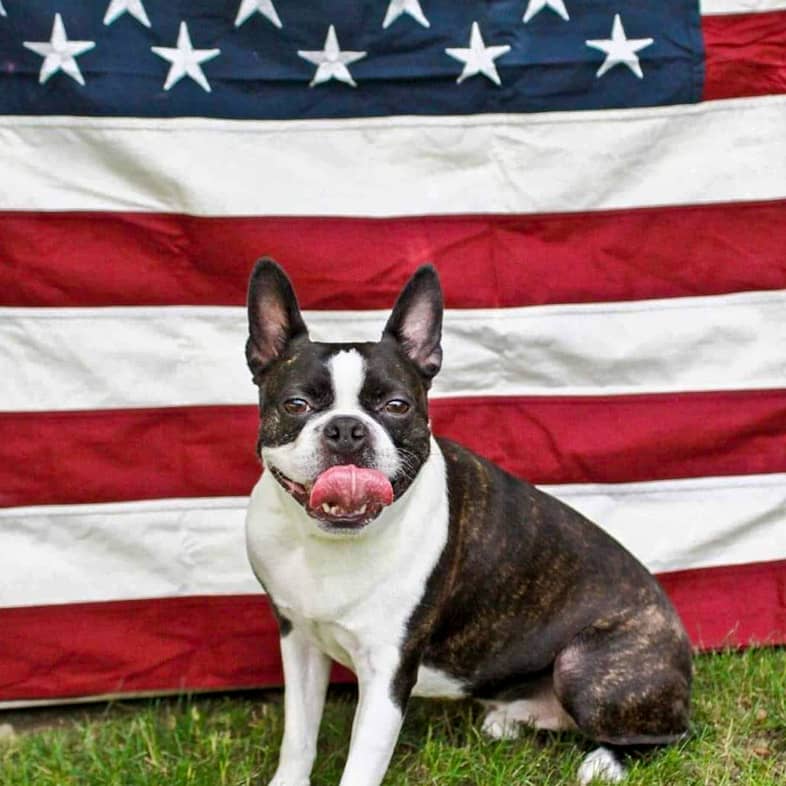 Boston terrier sitting in front of an American flag and looking at the camera.