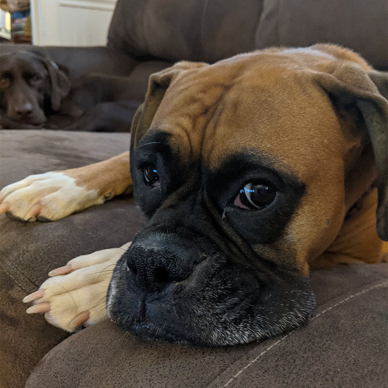 Boxer Lying on Couch | Taste of the Wild