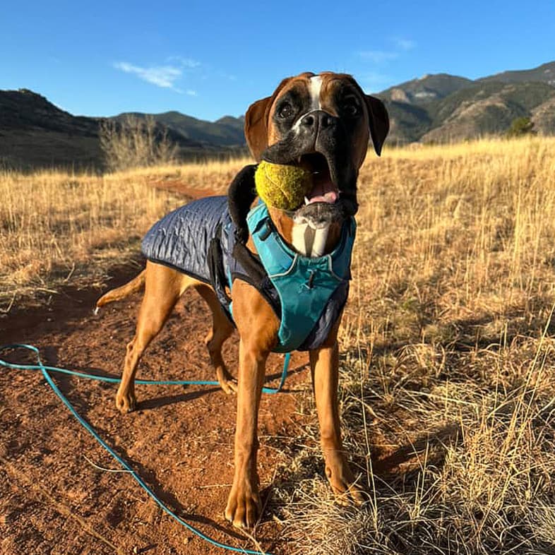 Boxer standing outdoors wearing a blue vest with a tennis ball in their mouth.