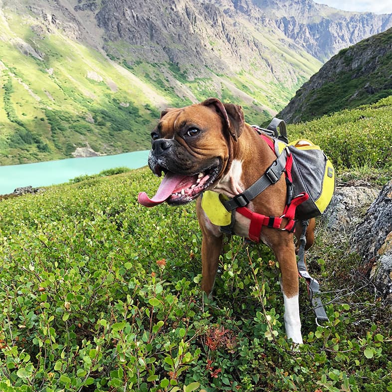 Boxer wearing hiking pack and harness sticking tongue out while standing in lush green valley near river and mountains.