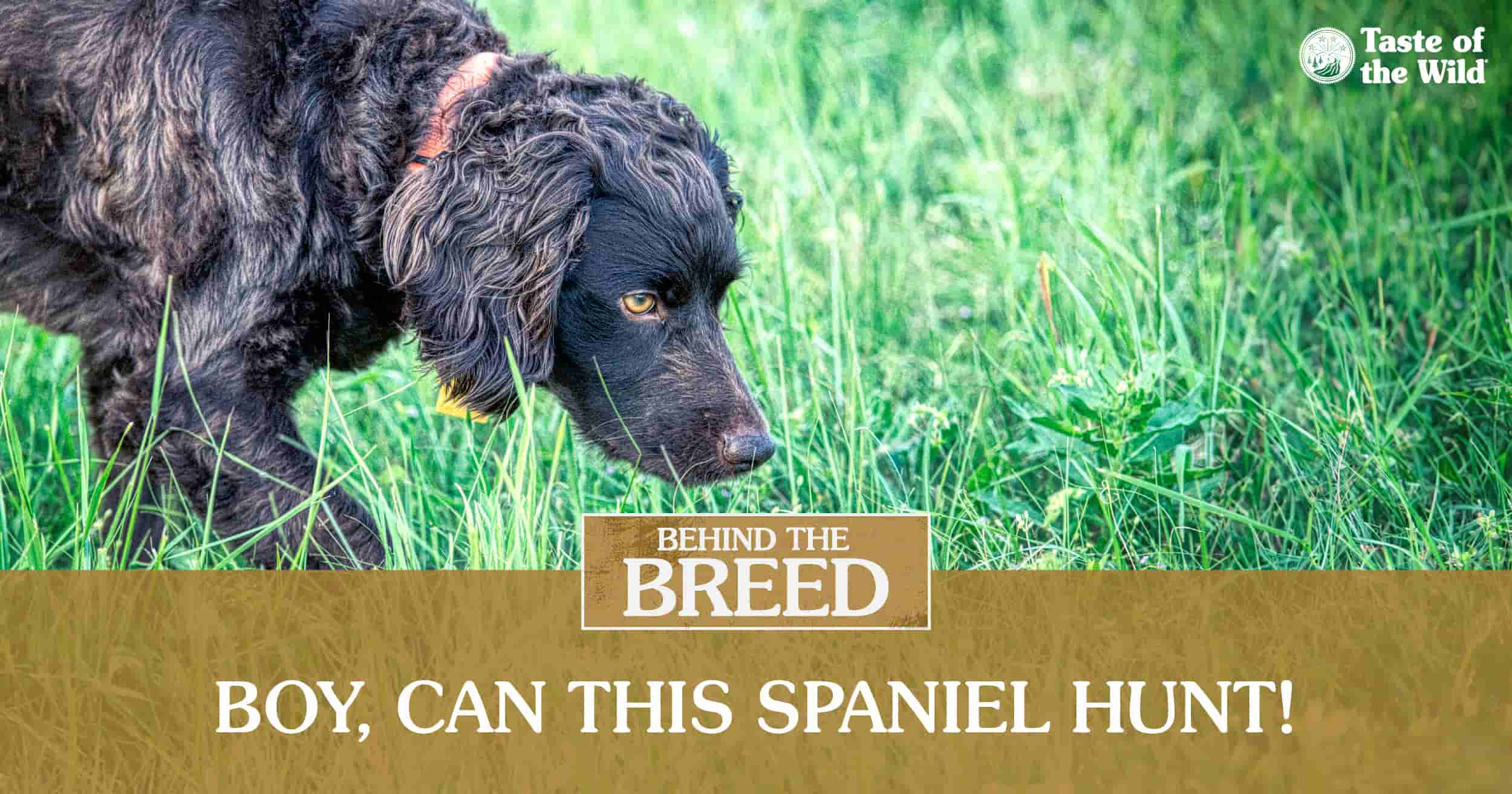 A Boykin spaniel walking through tall grass.