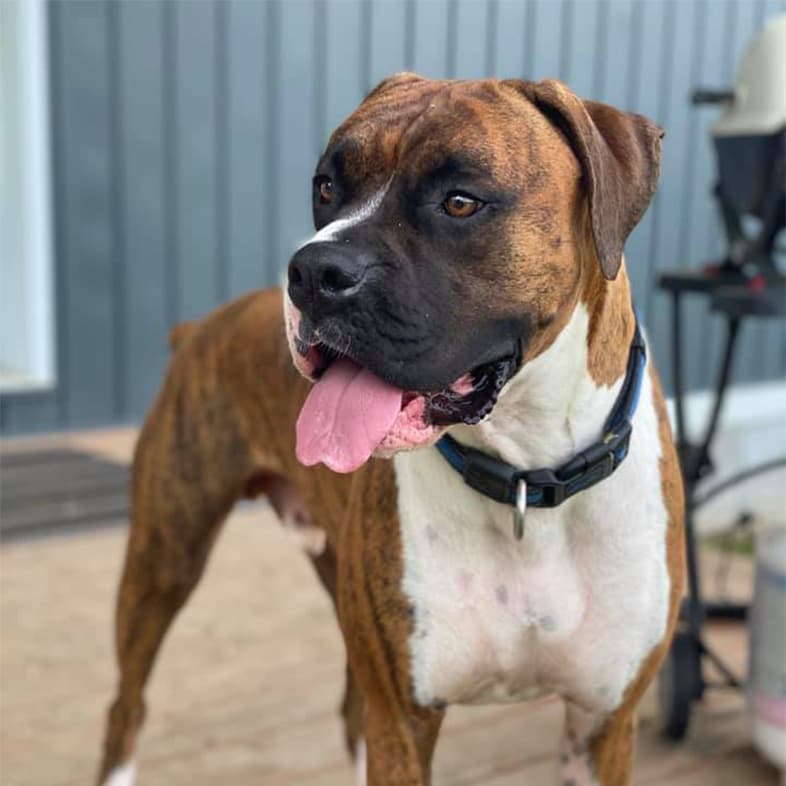 Brindle Boxer Standing on Backyard Deck | Taste of the Wild