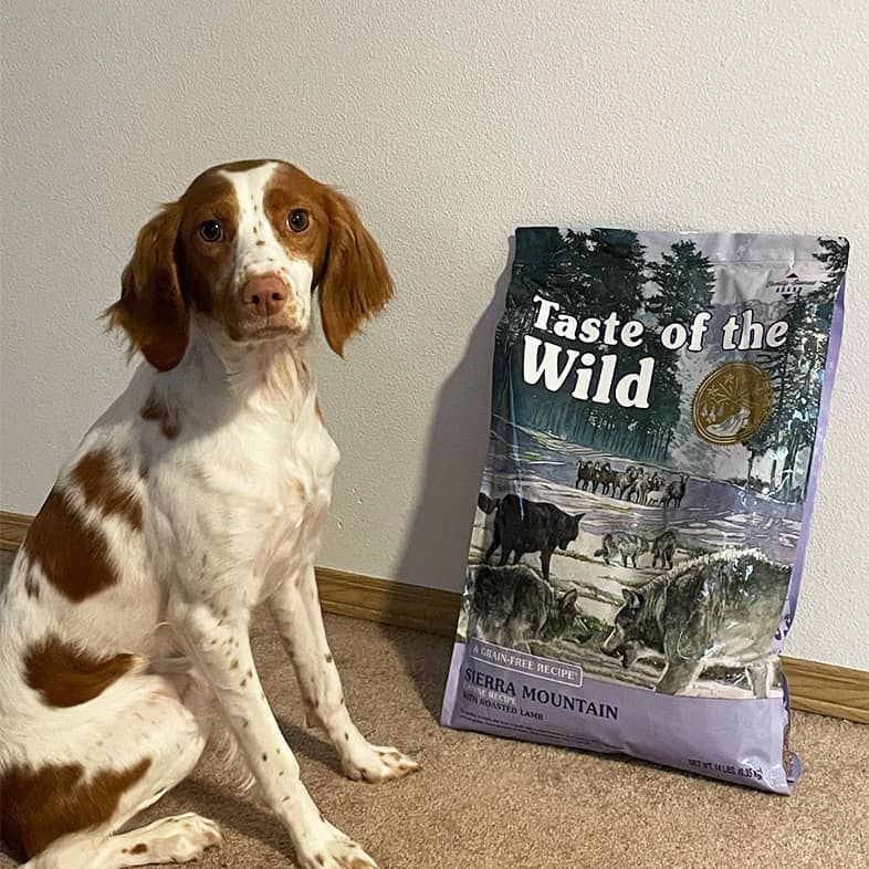 Brittany dog sitting to the left of a purple Sierra Mountain bag and looking at camera.