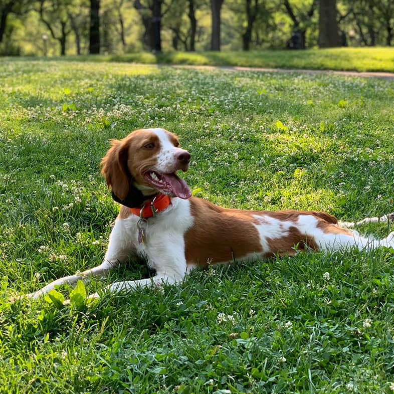 Brittany lying down in the grass in front of lots of trees and sticking tongue out while looking to the right.