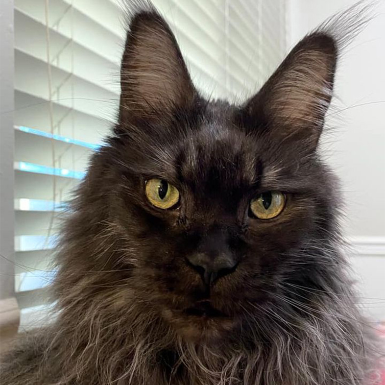 Brown and gray furry cat with bright greenish yellow eyes | Taste of the Wild