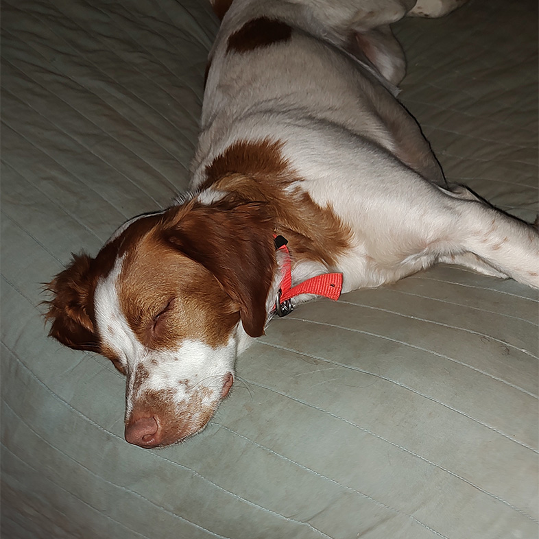 Brown and white Brittany sleeping on a gray blanket.