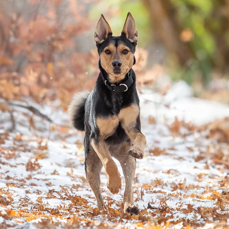 A brown and white dog running towards the camera on a bed of snowy autumn leaves.