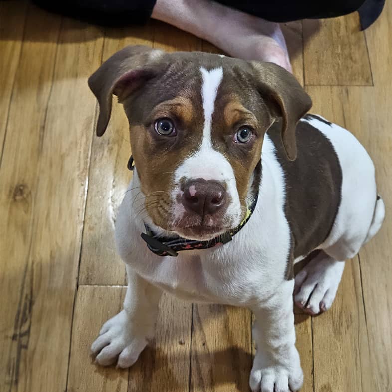A brown-and-white mixed breed puppy sitting on the ground and looking up.