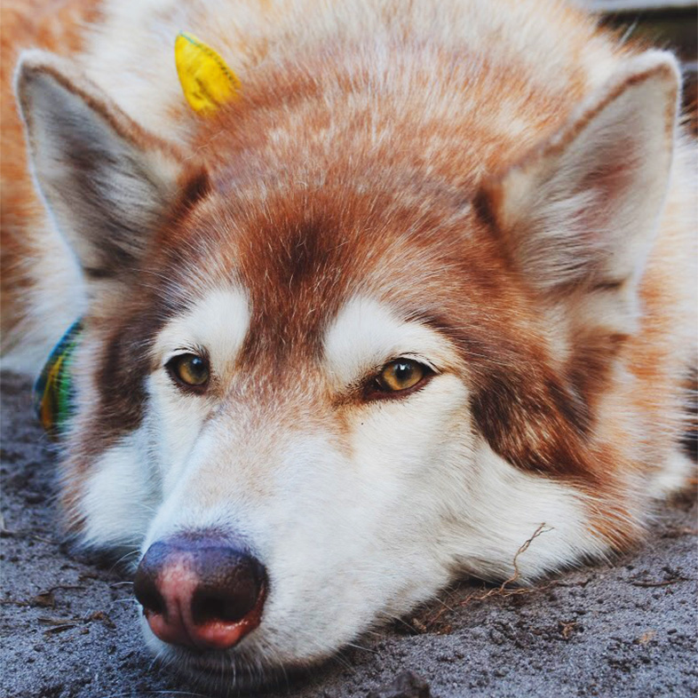 Brown and white Siberian husky lying down on the ground looking at the camera | Taste of the Wild