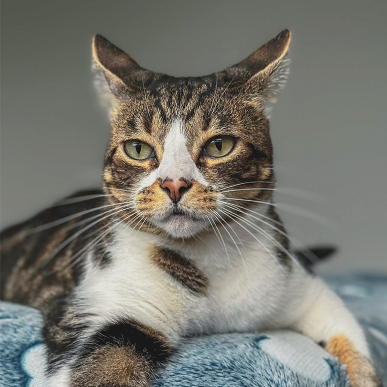 Brown and white striped cat lying down on a blue blanket | Taste of the Wild