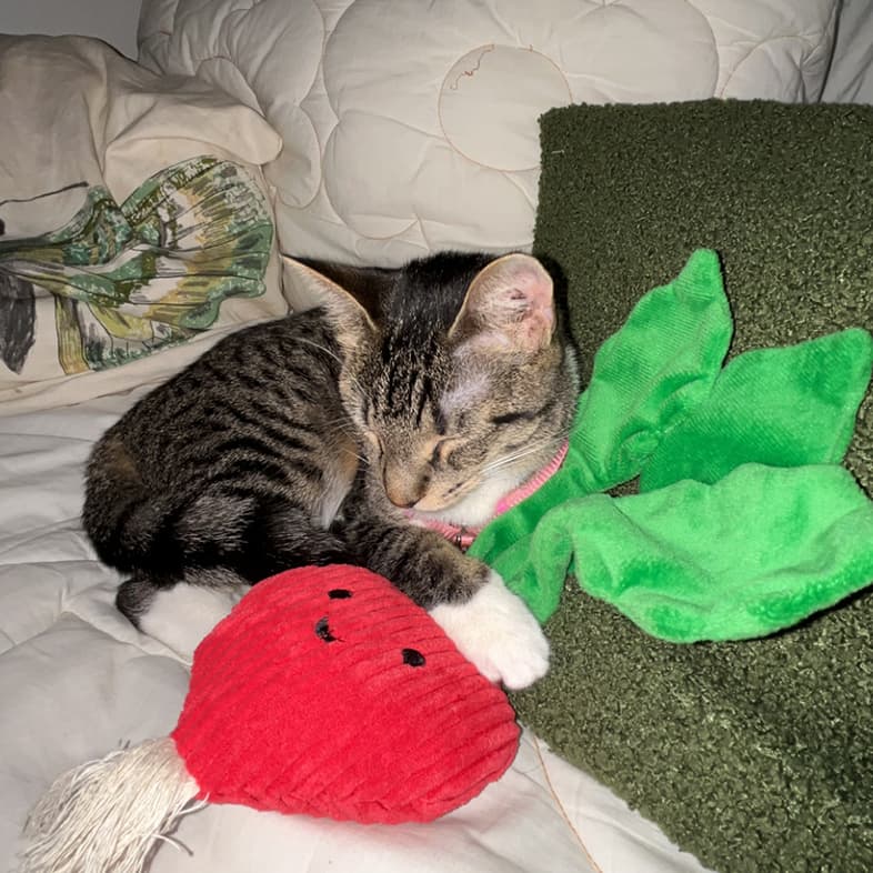 Brown-and-white tabby cat lying down and curled up with plush toy on a bed.