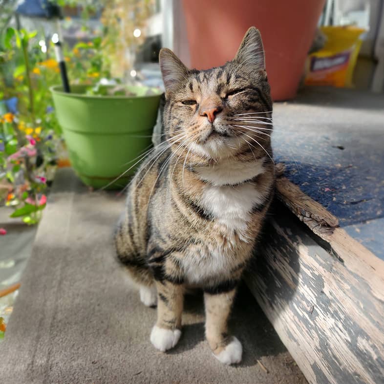 Brown, black and white striped tabby cat sitting on a patio step outside.