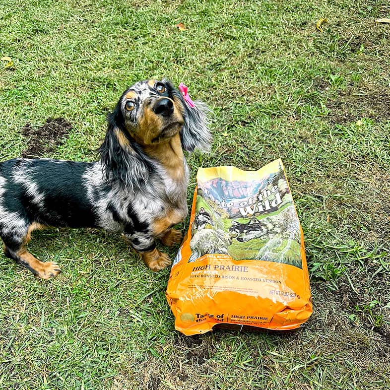 Brown and black spotted dachshund puppy standing in the grass next to an orange Taste of the Wild dog food bag.