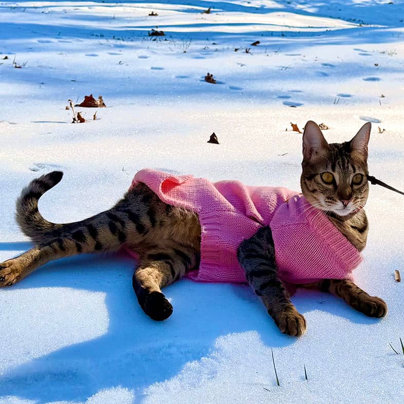 A brown cat wearing a pink sweater lying in the snow on a leash.