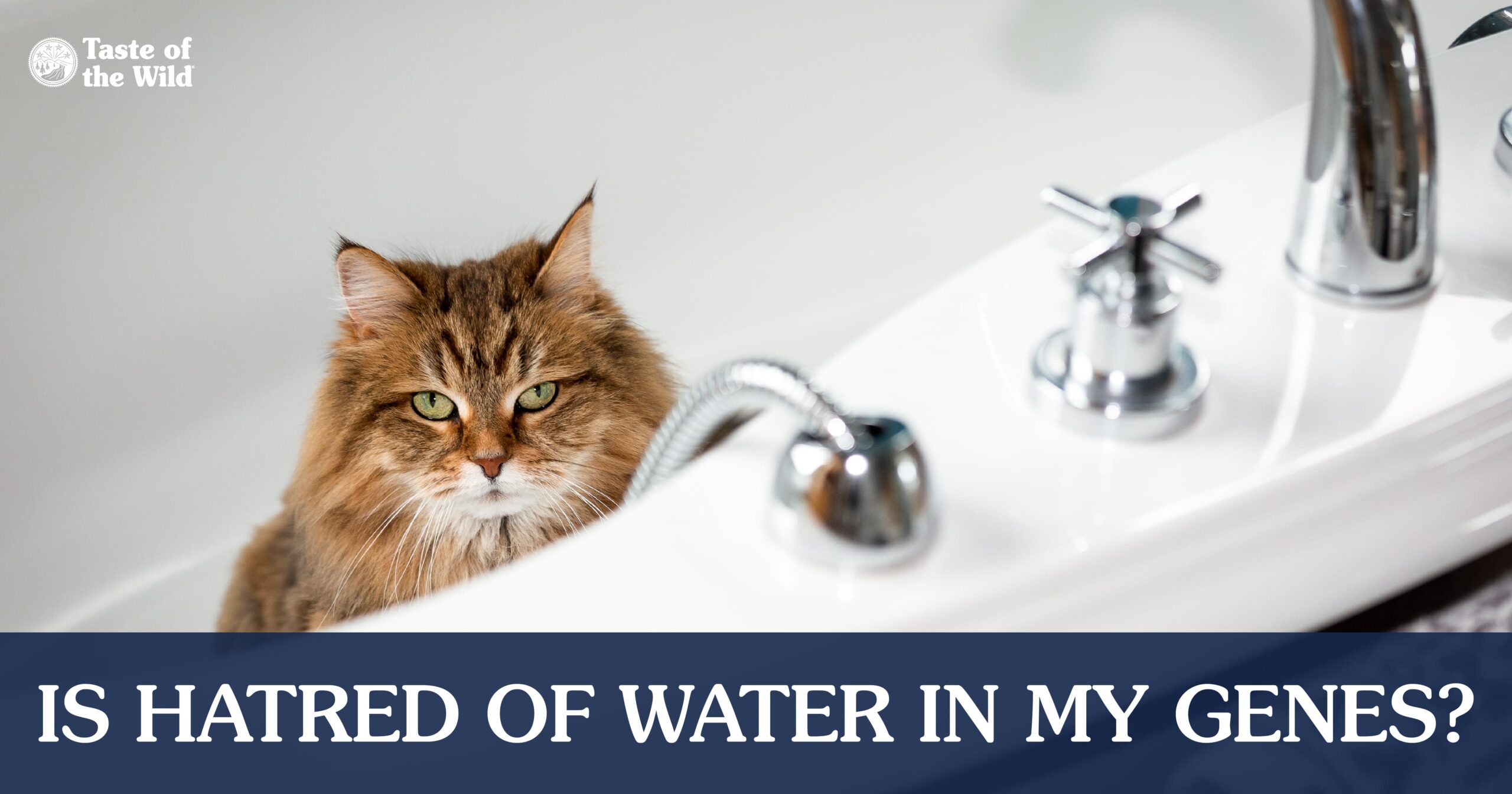 A brown cat sitting in an empty tub with text that reads ‘Is Hatred of Water in My Genes?’.