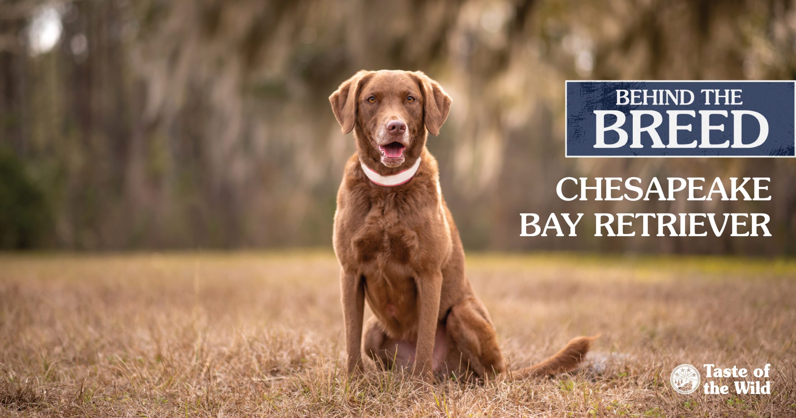 A fact sheet listing three facts about Chesapeake Bay retrievers.