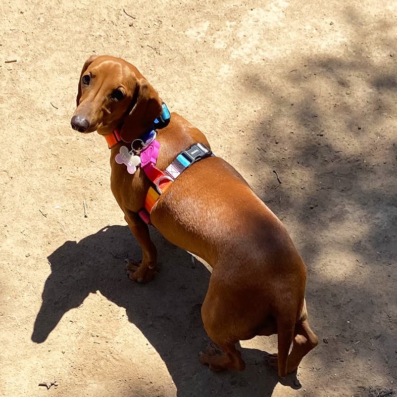 Brown dachshund wearing striped multicolor harness walking in dirt | Taste of the Wild
