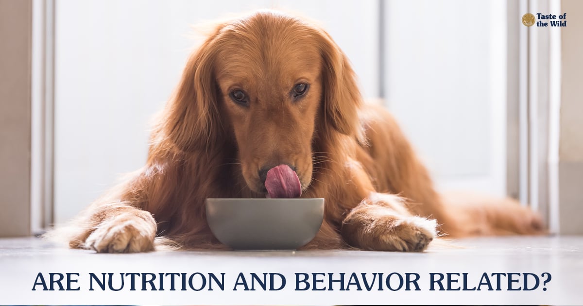 A brown dog lying on the floor licking its lips over a bowl of food.