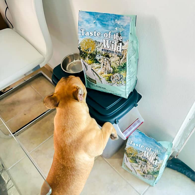 A brown dog stands on their hind legs and sniffs an Ancient Stream bag that is on a clear storage container.