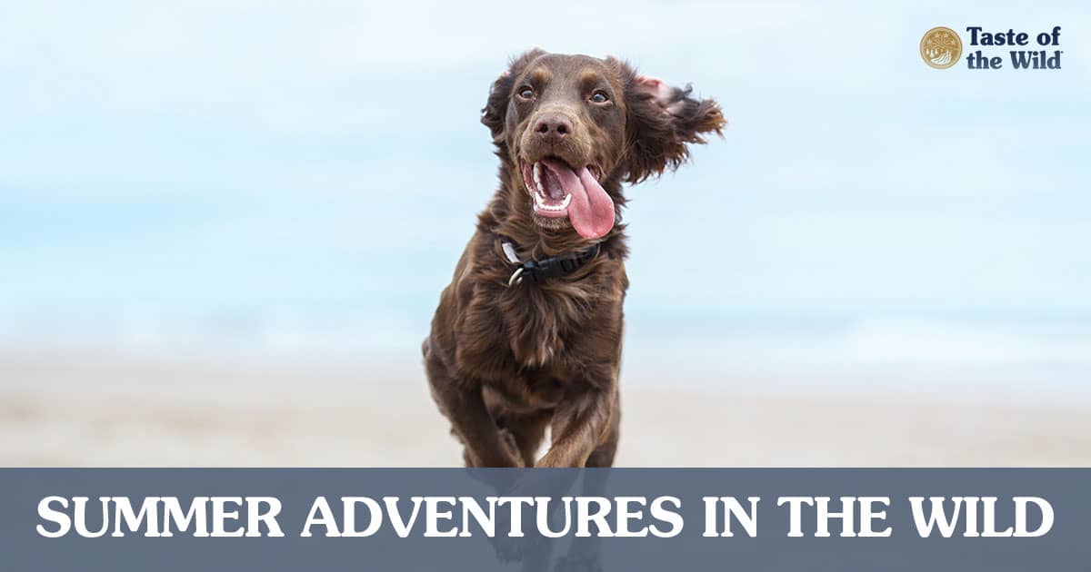 Brown Dog Running on Beach with Tongue Out