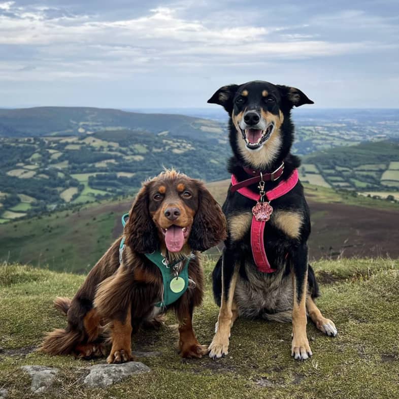 A brown dog wearing a green harness sitting on a hillside next to a black and tan dog wearing a pink harness.