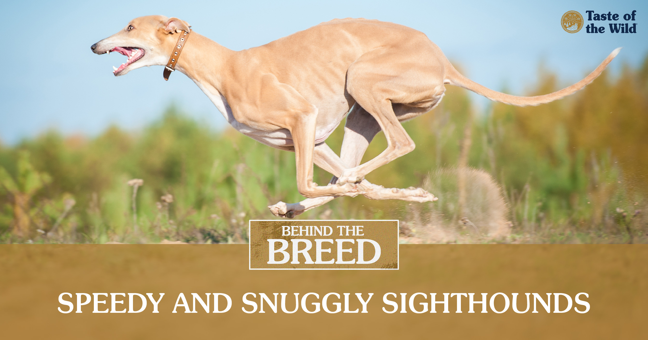 A cartoon greyhound with his tongue out next to display text ‘greyhound quick facts’.