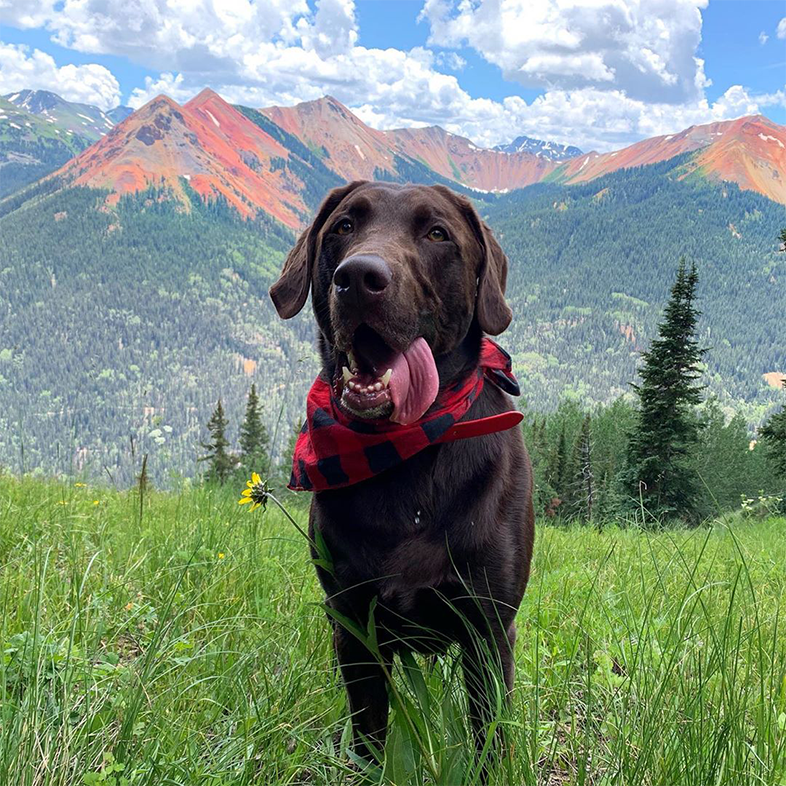Lab on Top of a Mountain | Taste of the Wild