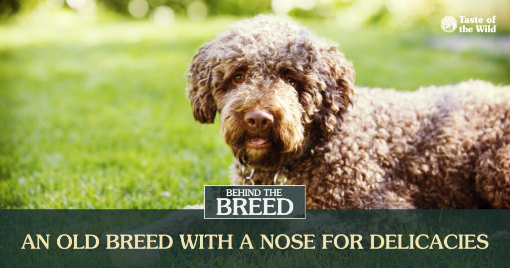 An interior graphic detailing four quick facts about the Lagotto Romagnolo breed.