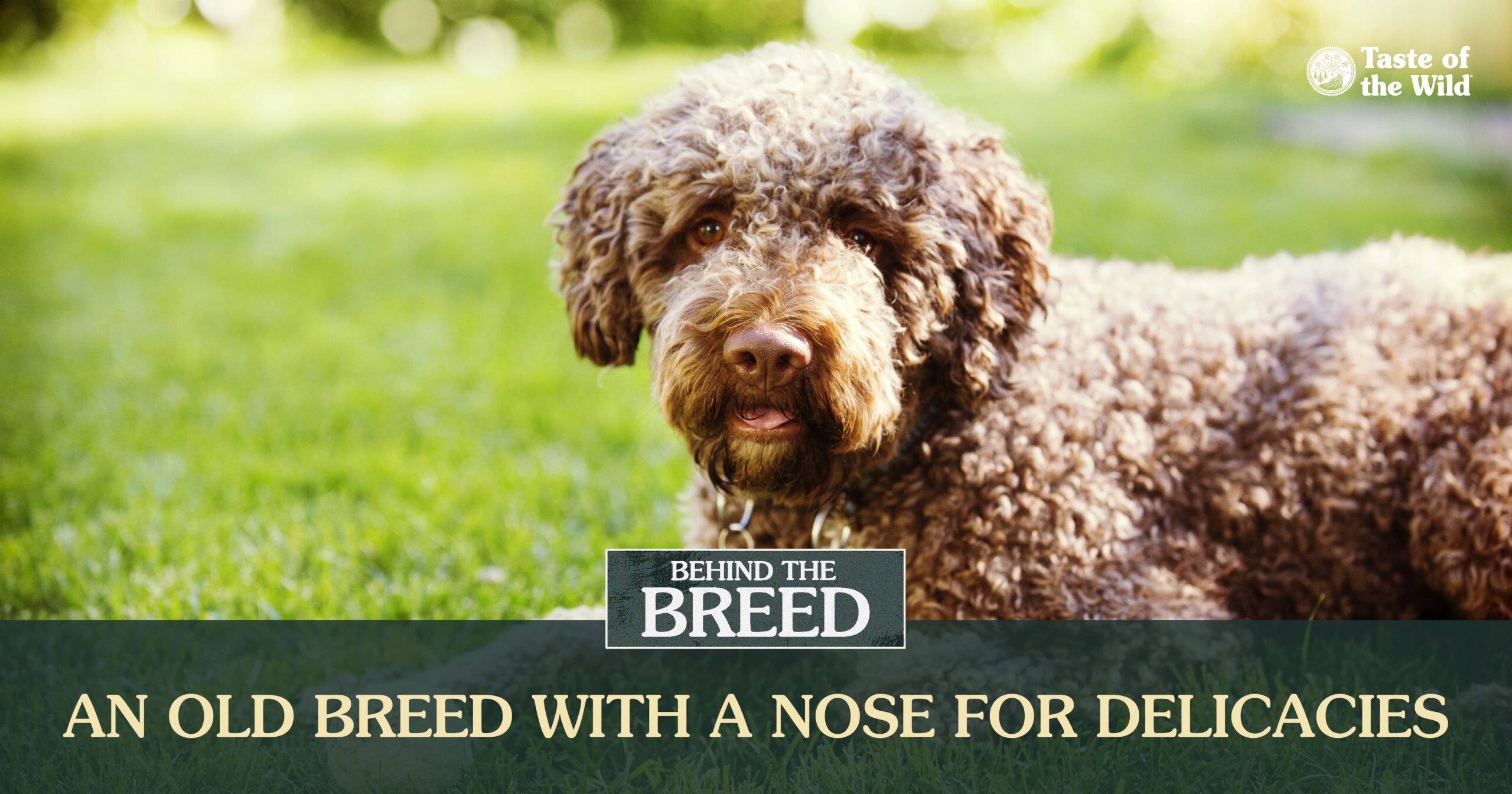 An interior graphic detailing four quick facts about the Lagotto Romagnolo breed.