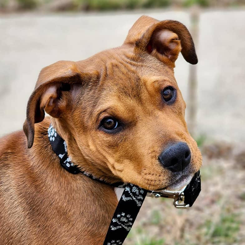 A brown mixed breed dog stands in the grass and holds their black leash in their mouth.