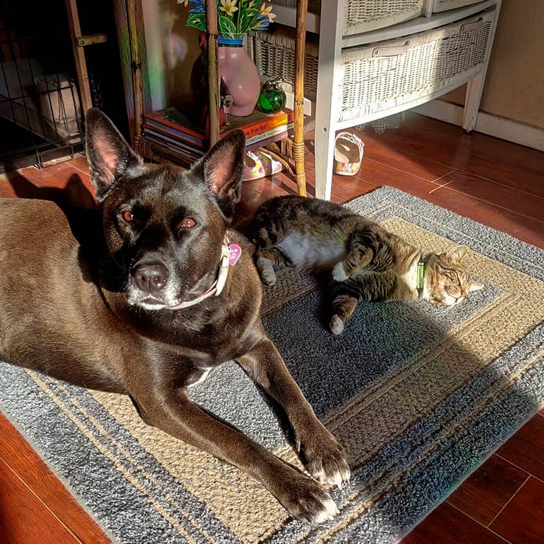 A brown mixed breed dog and a striped cat lying down on a blue and tan rug.