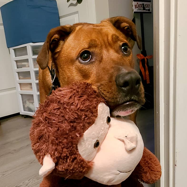 Brown pit bull mix standing with a stuffed animal monkey hanging from its mouth.