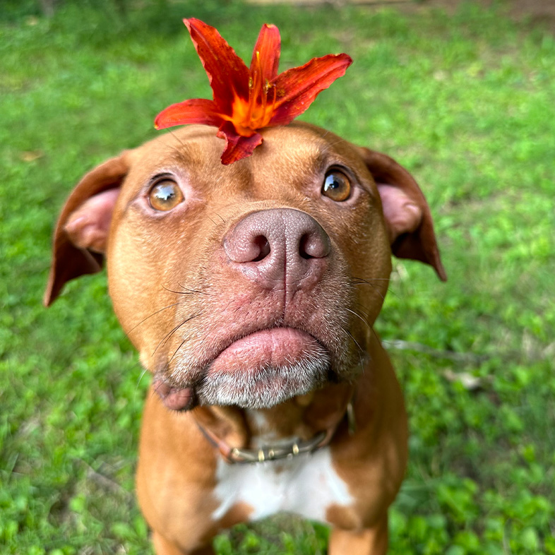 Brown pit mix standing in the grass with a red flower on his head.