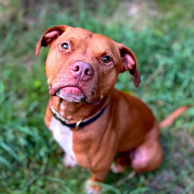 Brown pit bull mix sitting in the grass looking up at the camera.