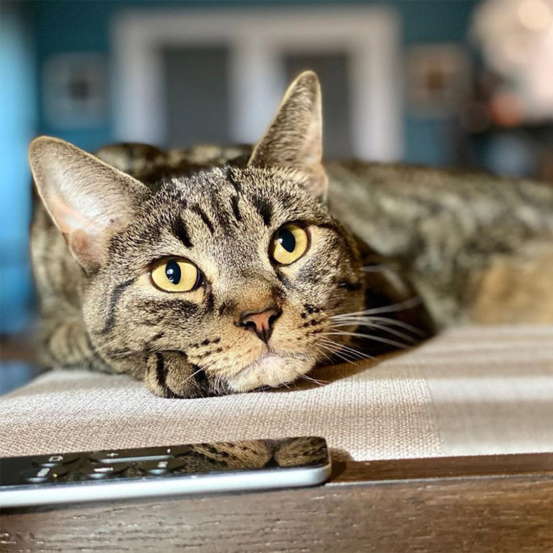 Brown tabby cat lying down and looking up.