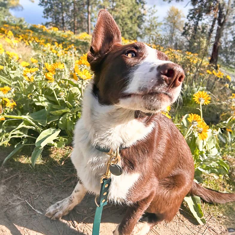 Brown and white border collie sitting in front of yellow flowers.